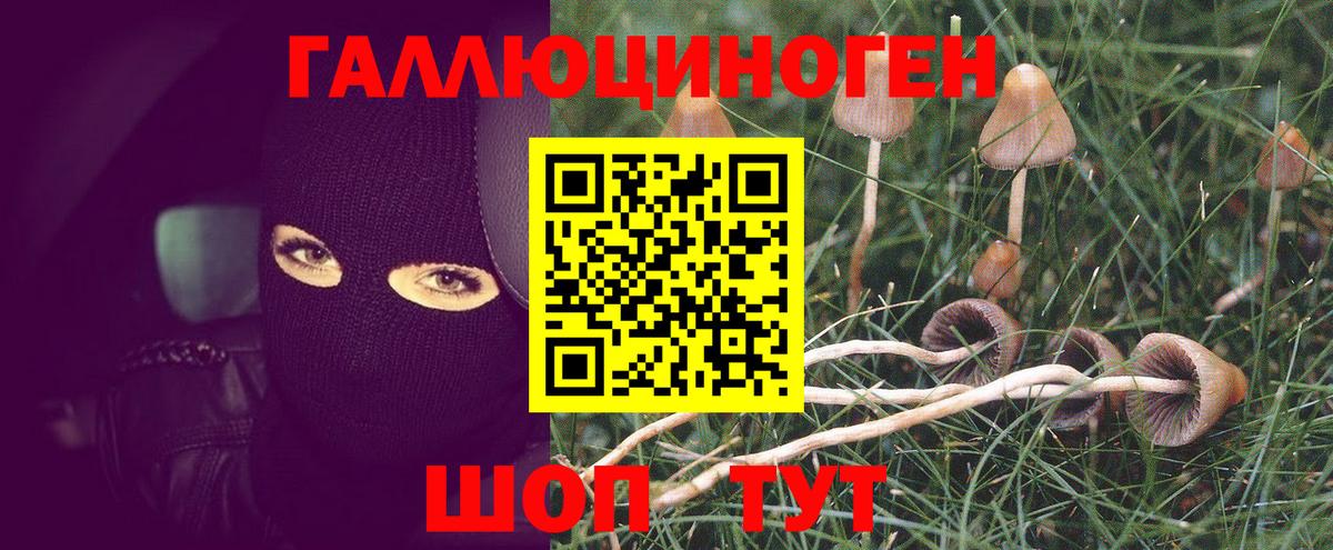 Галлюциногенные грибы прущие грибы  Вход с VPN  Подольск  где найти   Псилоцибиновые грибы GOLDEN TEACHER 